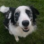 ادعای یک کاربر: ChatGPT با تشخیص بیماری، جان سگم را نجات داد